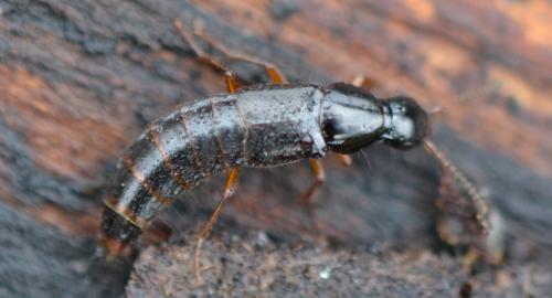 Réf. 333 436 : Quedius sp.